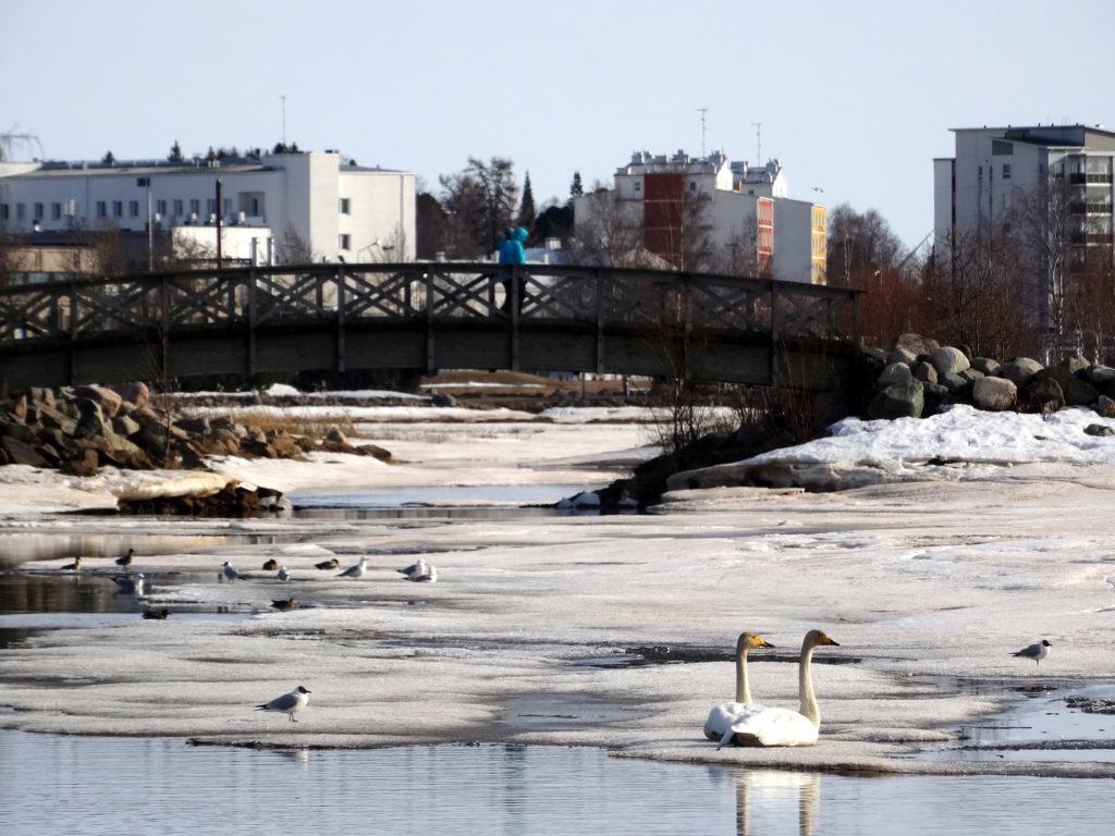 Lintuja kevätvesissä, taustalla kaupungin kerrostaloja.