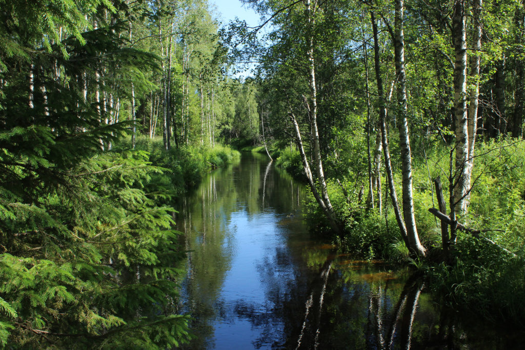 Kanava metsässä.