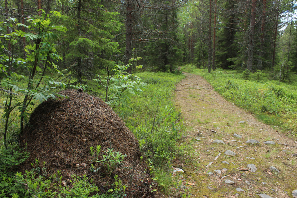 Metsäpolku Ajoksen Murhaniemessä.