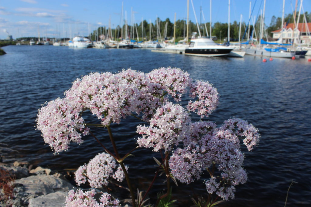 Etualalla sireeninkukkia, taustalla pienvenesatamaa.