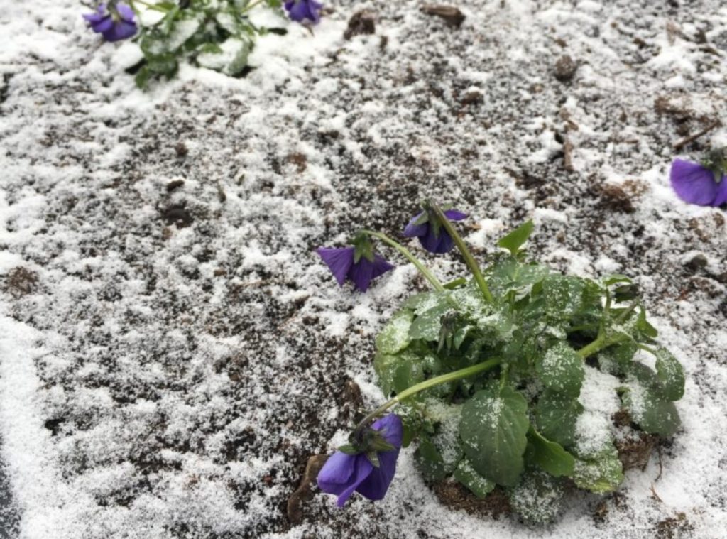 Kukkivia orvokkeja, päälle satanut lunta.