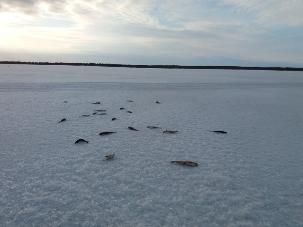 Kuolleita kaloja jäällä, pilkkijä jättänyt lokeille.