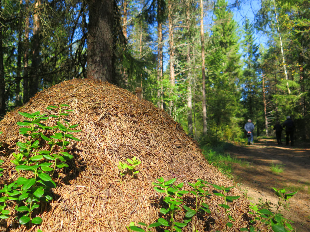 Muurahaispesä metsässä.