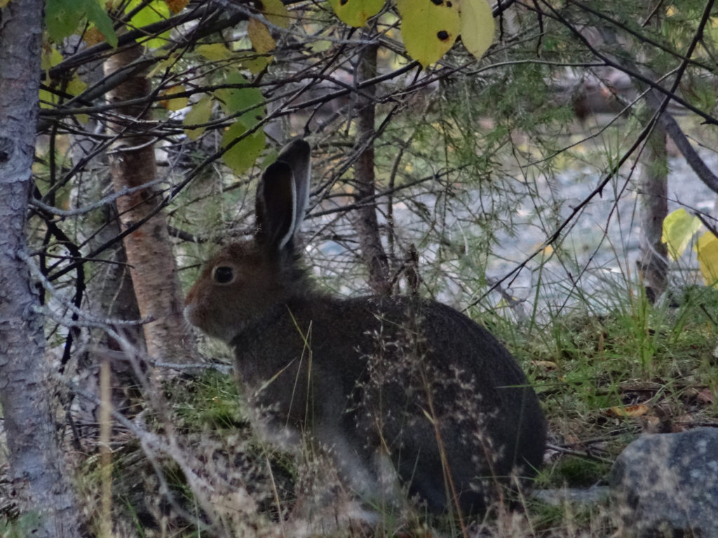 Jänis pusikossa, lähikuva.