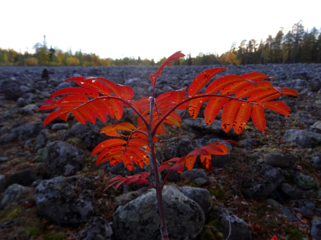 Ruskan punaama pieni pihlaja vaaran laella.