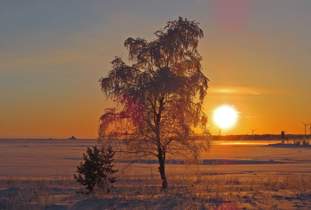 Talvinen maisema, etualalla koivu , takana tuulimyllyjä