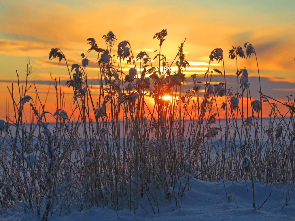 Talvinen kuva, lumisten heinien takaa näkyy aurinko