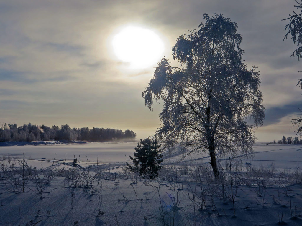 Talvinen maisema meren rannalta, etualla huurteinen koivu